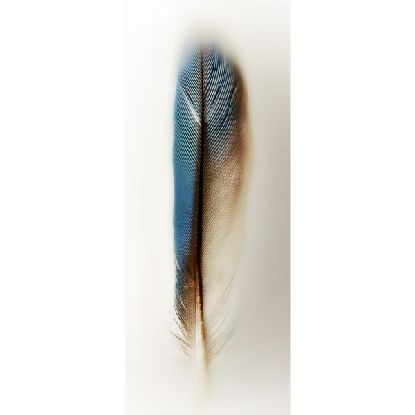 Anouk van Tetering | Kingfisher | Hahnemuhle-print-museum-glass | 60x150 cm | edition 8