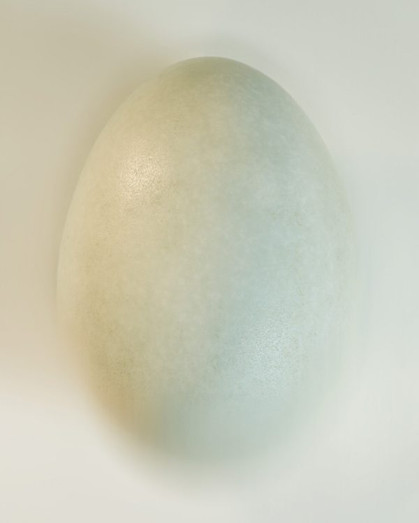 Anouk van Tetering | Ugly duckling | 52,5 x 60 cm | Edition 8