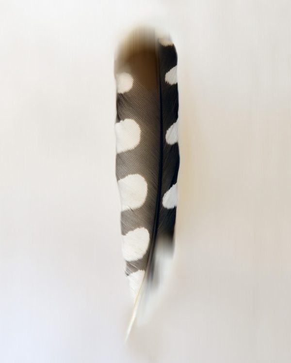 Anouk van Tetering | Woody woodpecker | 80 x 100 cm | Edition 7