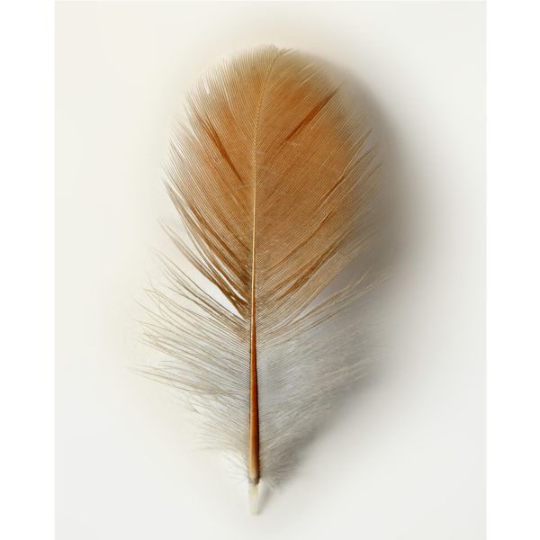 ChezFreddy-Anoukart-THE JOURNEY-2024-Hahnemuhle print - museum glass-60x75cm-E1450 - Edition 8
